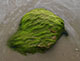 Green rock